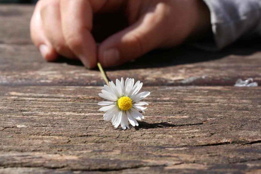 Gänseblümchen Liebesorakel